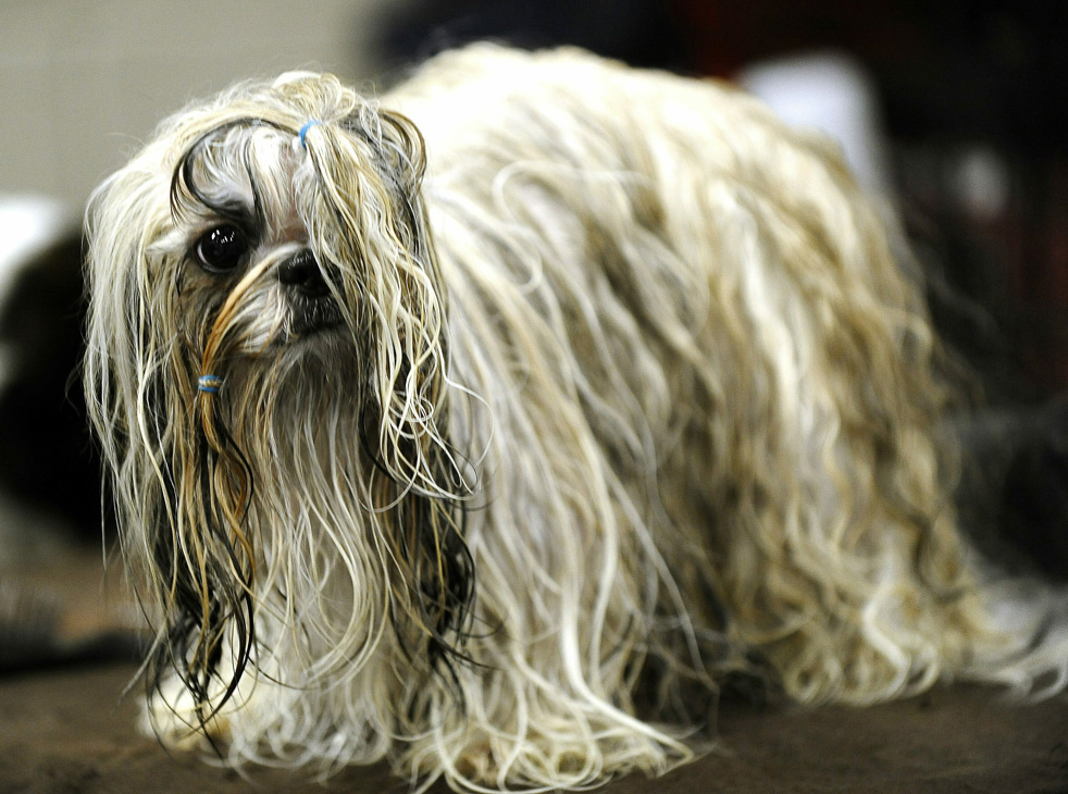 Фотография: Выставка собак кинологического клуба Вестминстер 2011 №22 - BigPicture.ru