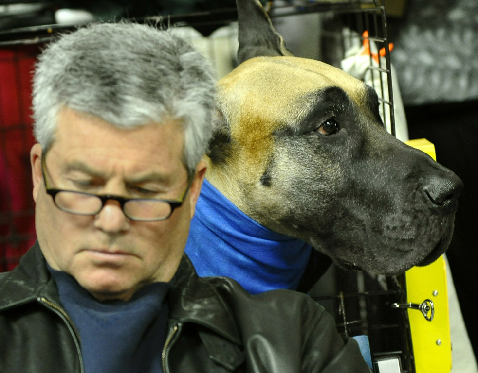 Фотография: Выставка собак кинологического клуба Вестминстер 2011 №24 - BigPicture.ru