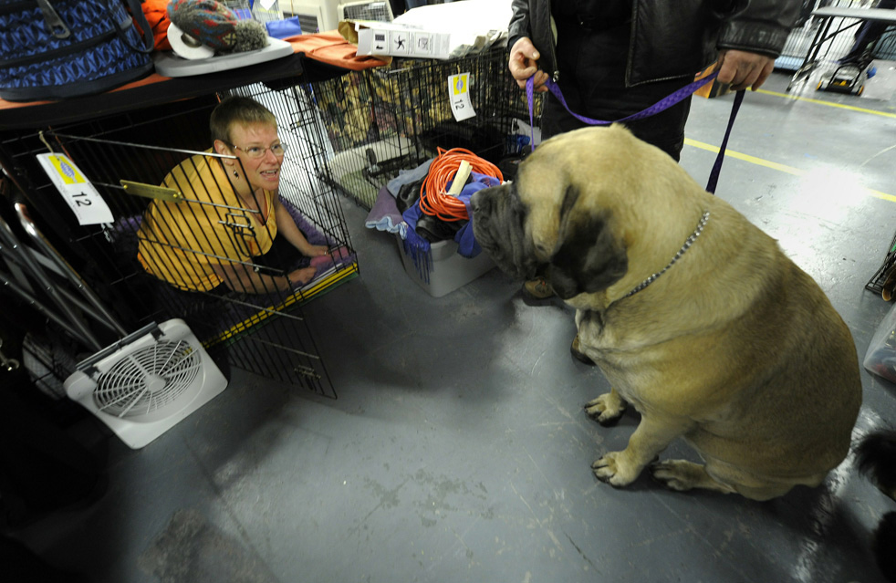 Фотография: Выставка собак кинологического клуба Вестминстер 2011 №31 - BigPicture.ru