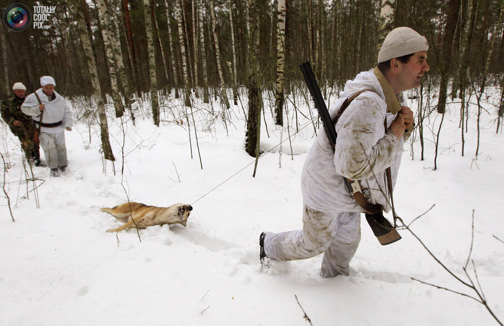 Фотография: Охота на волков в Чернобыльской зоне №2 - BigPicture.ru