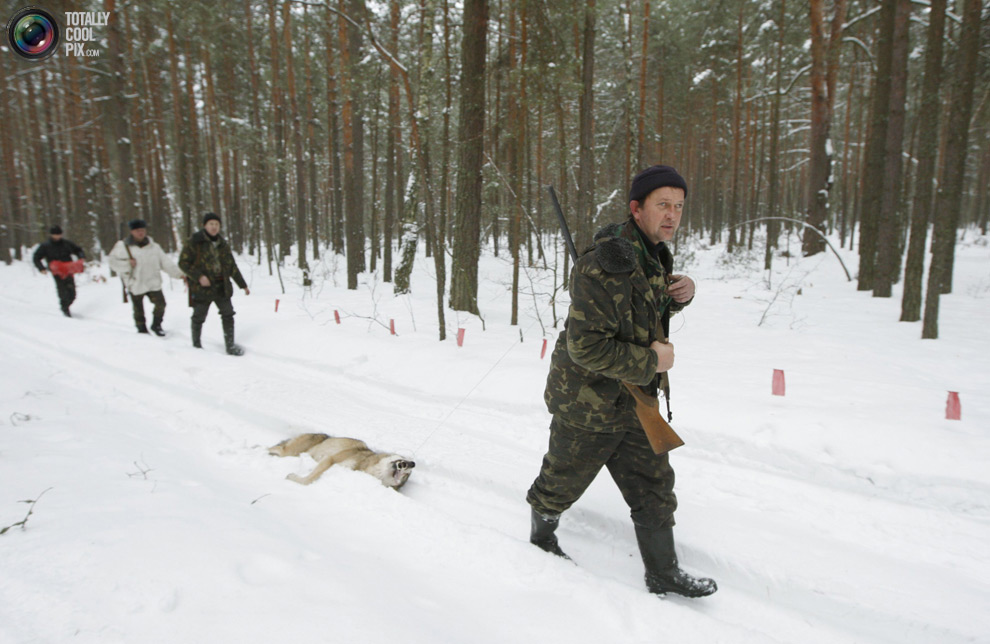 Фотография: Охота на волков в Чернобыльской зоне №4 - BigPicture.ru