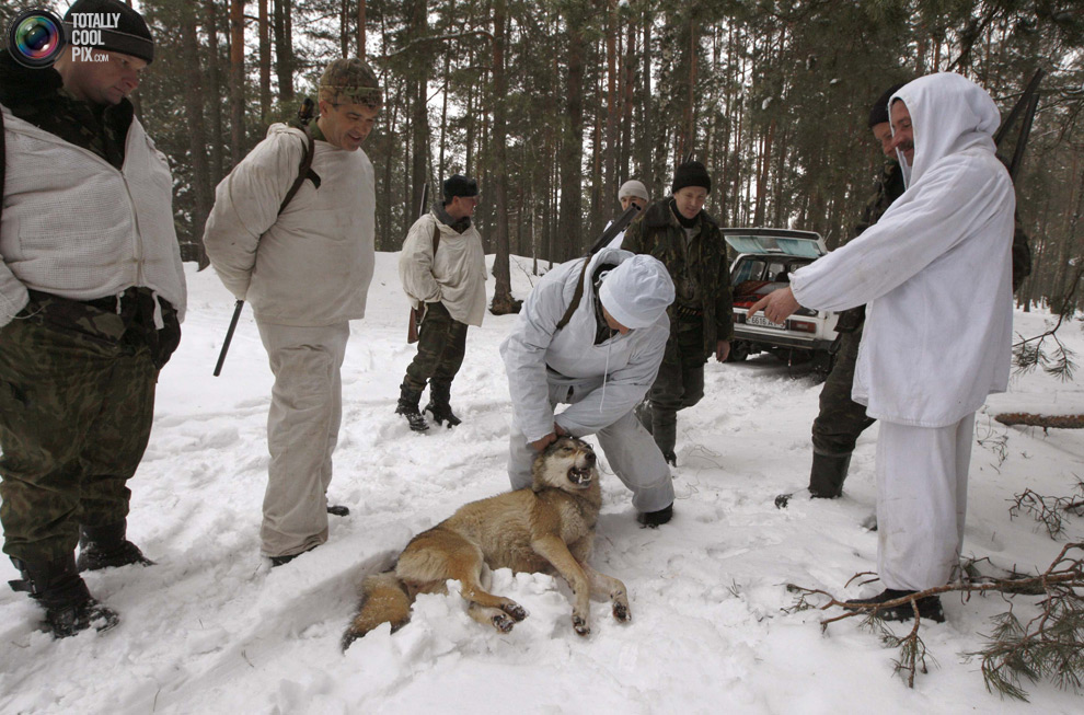 Фотография: Охота на волков в Чернобыльской зоне №6 - BigPicture.ru
