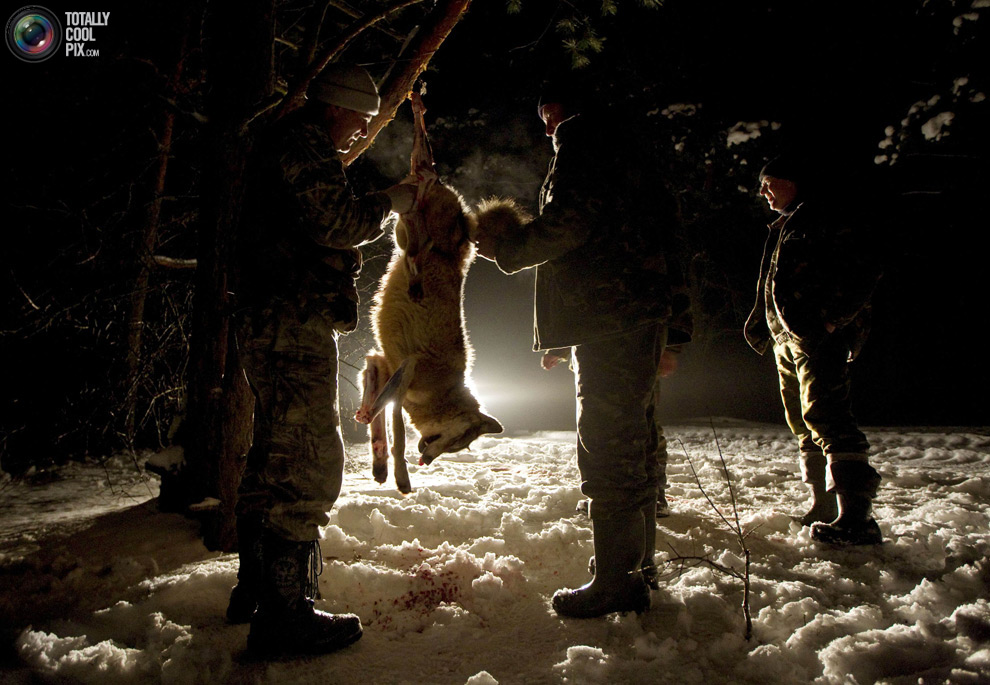 Фотография: Охота на волков в Чернобыльской зоне №7 - BigPicture.ru