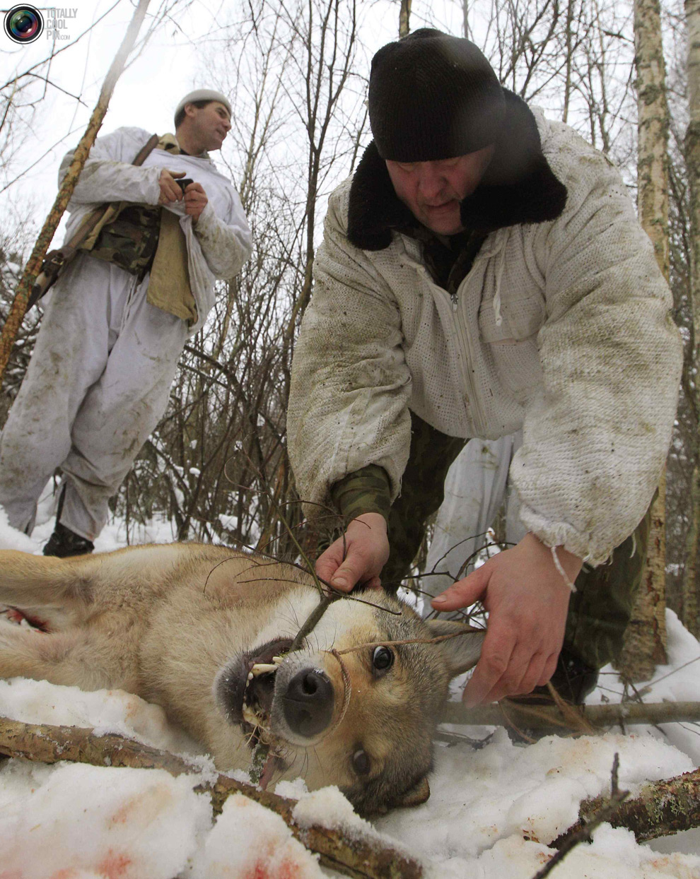 Фотография: Охота на волков в Чернобыльской зоне №12 - BigPicture.ru