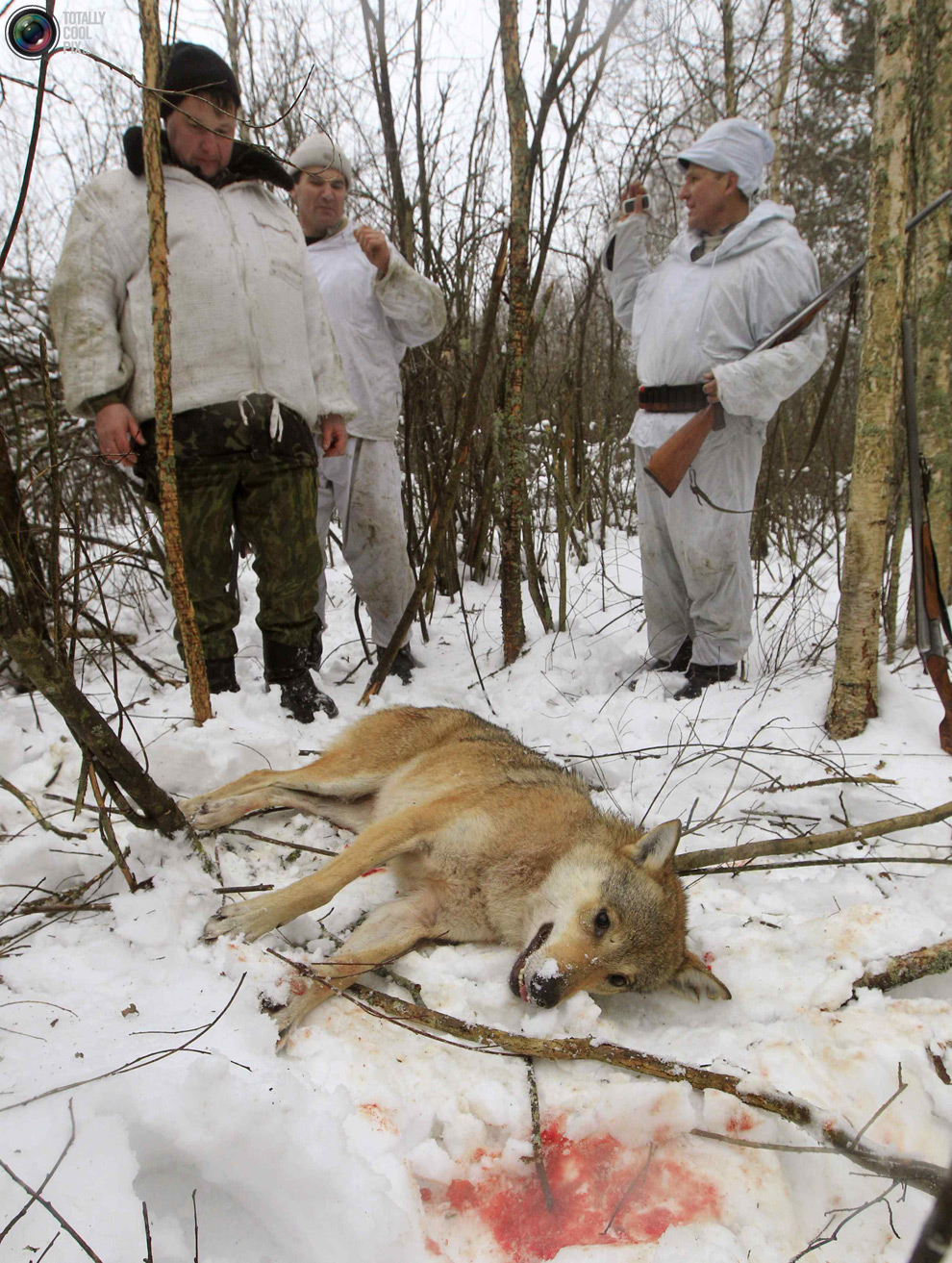 Фотография: Охота на волков в Чернобыльской зоне №13 - BigPicture.ru
