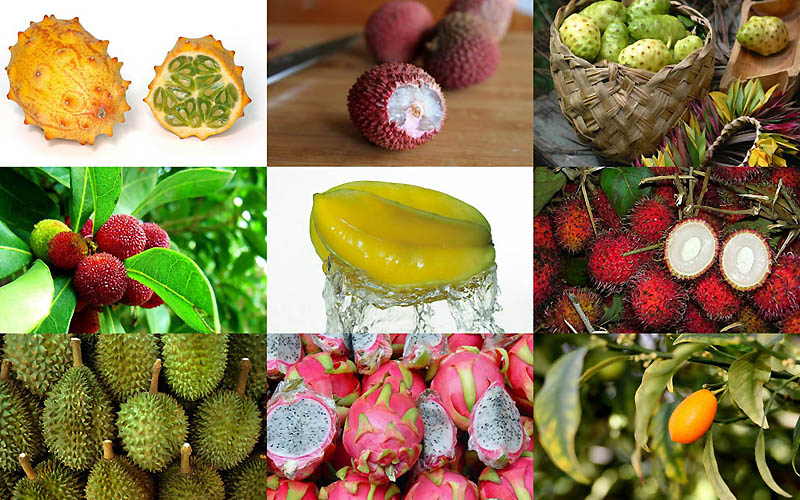 Экзотические фрукты список с фото