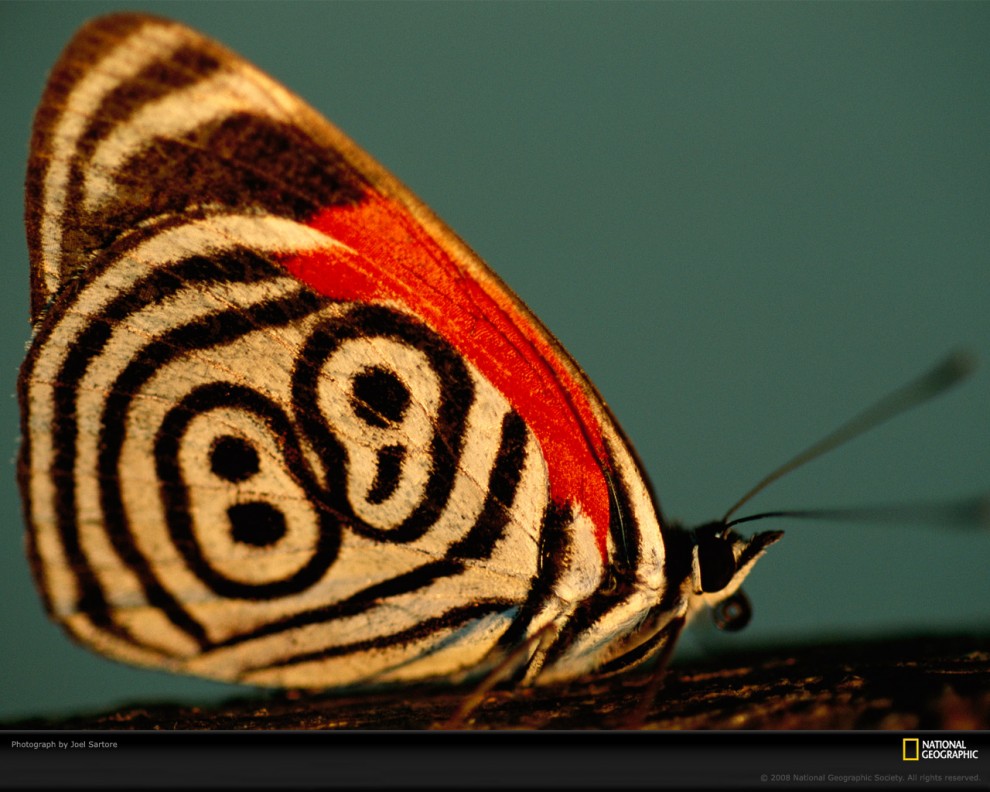 Фотография: Узоры природы: Бабочки №2 - BigPicture.ru