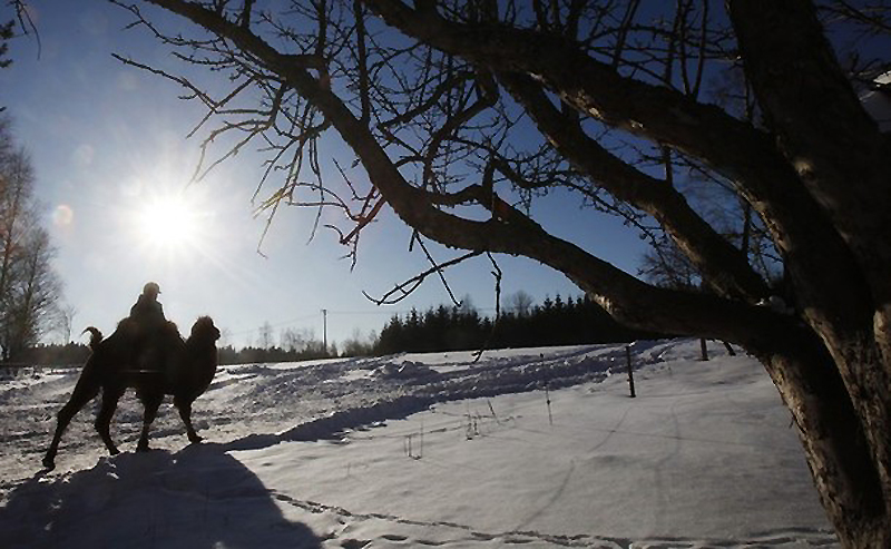 Фотография: Сомалиец пасет верблюдов в снежной Норвегии №12 - BigPicture.ru