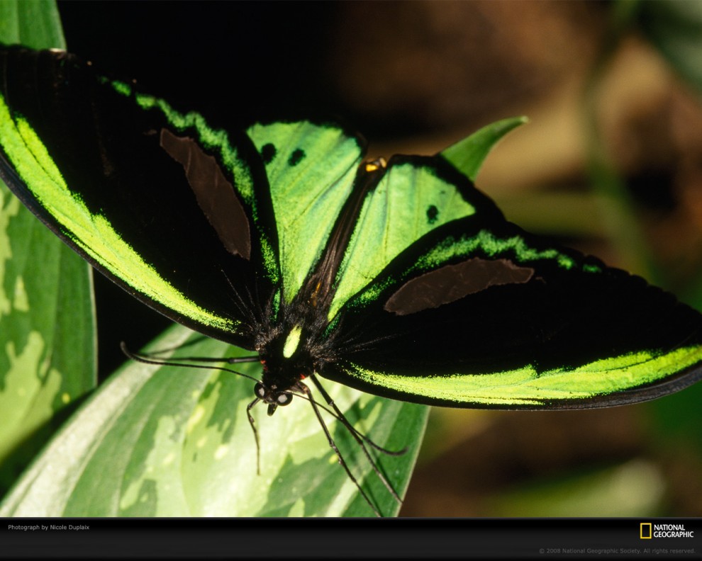 Фотография: Узоры природы: Бабочки №3 - BigPicture.ru