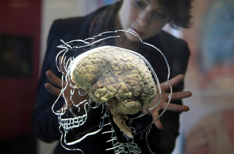 Фотография: В Бристольском научном центре выставили человеческий мозг №4 - BigPicture.ru