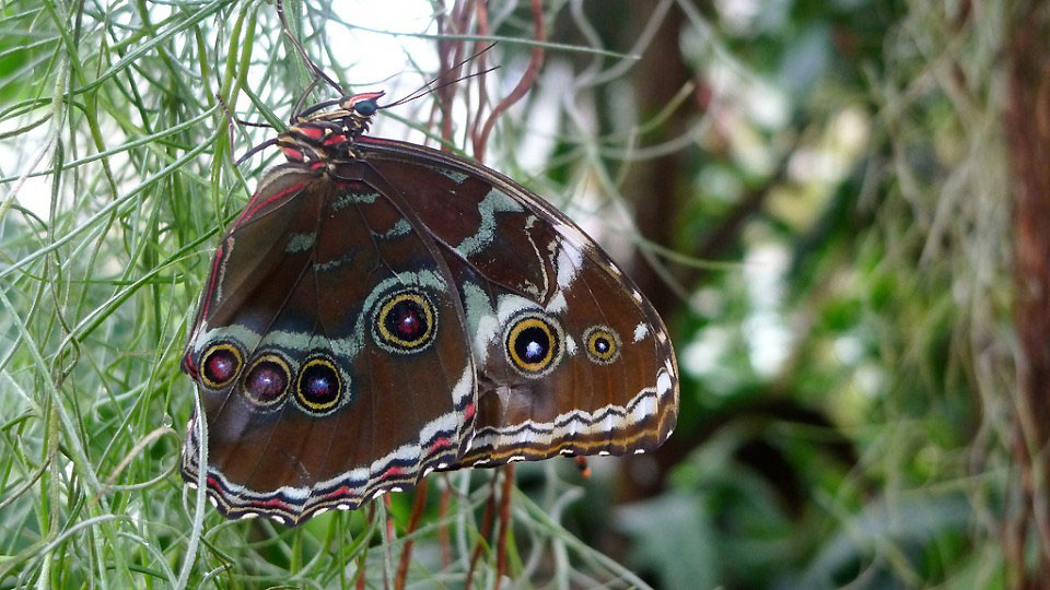 Фотография: Выставка бабочек в саду Уизли №5 - BigPicture.ru