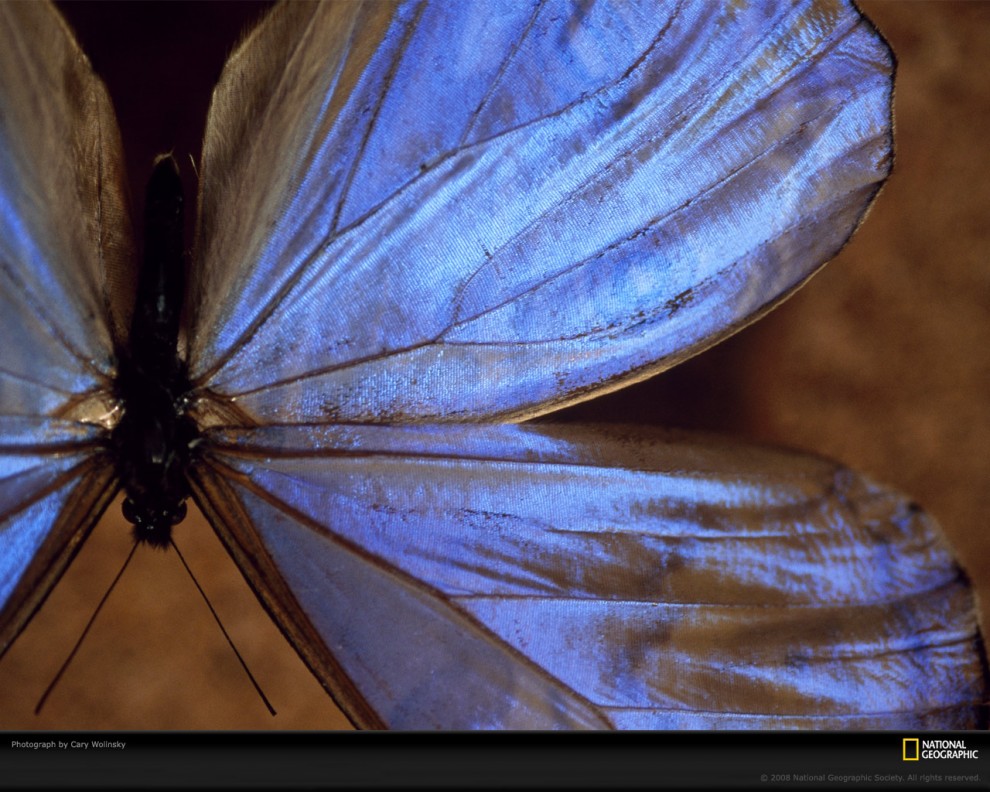 Фотография: Узоры природы: Бабочки №6 - BigPicture.ru