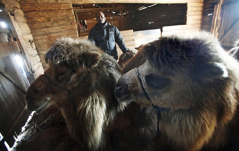 Фотография: Сомалиец пасет верблюдов в снежной Норвегии №8 - BigPicture.ru