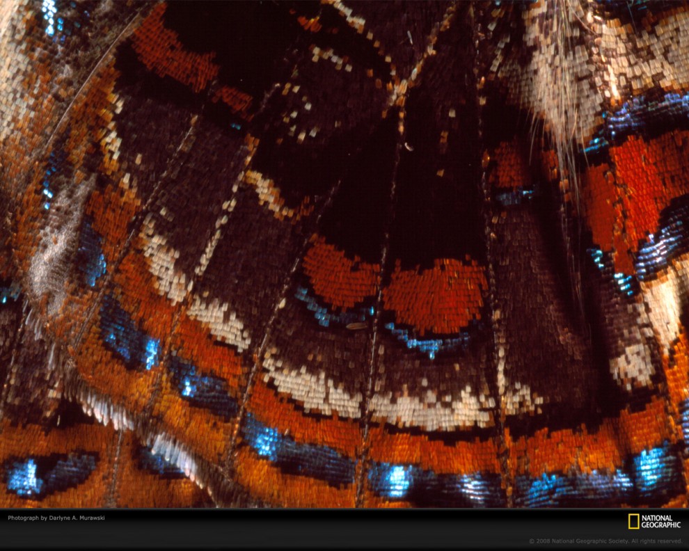 Фотография: Узоры природы: Бабочки №7 - BigPicture.ru