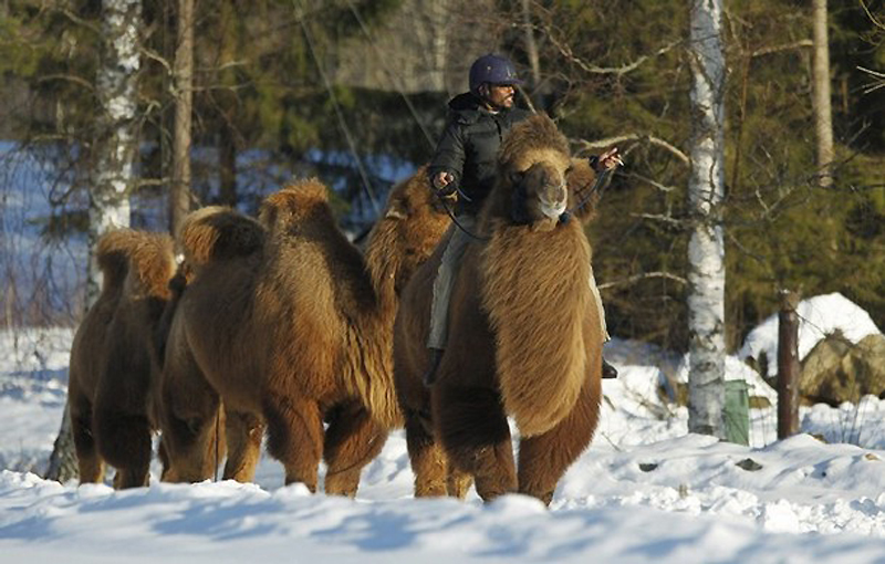 Фотография: Сомалиец пасет верблюдов в снежной Норвегии №7 - BigPicture.ru