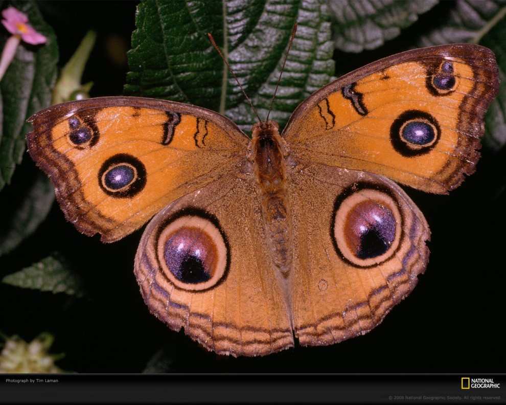 Фотография: Узоры природы: Бабочки №8 - BigPicture.ru