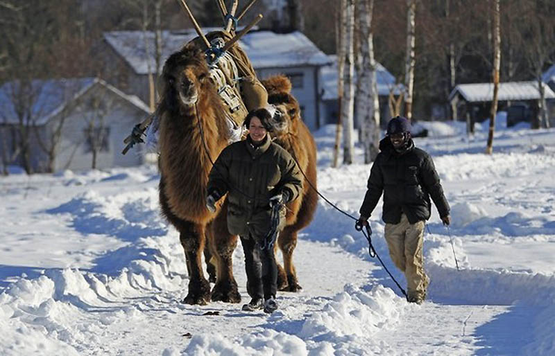 Фотография: Сомалиец пасет верблюдов в снежной Норвегии №6 - BigPicture.ru