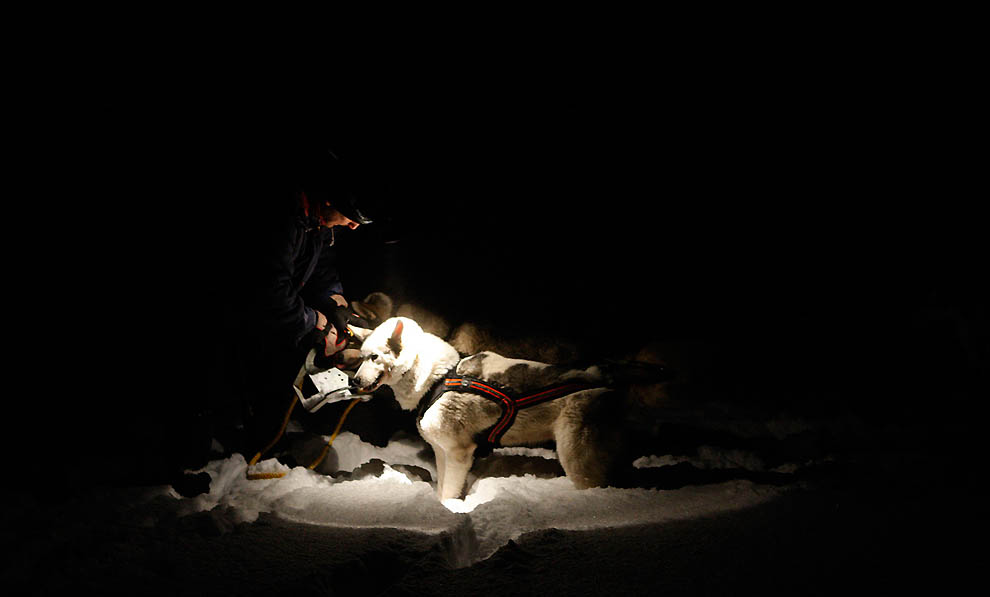 Фотография: Iditarod 2011 и другие гонки на собачьих упряжках №8 - BigPicture.ru