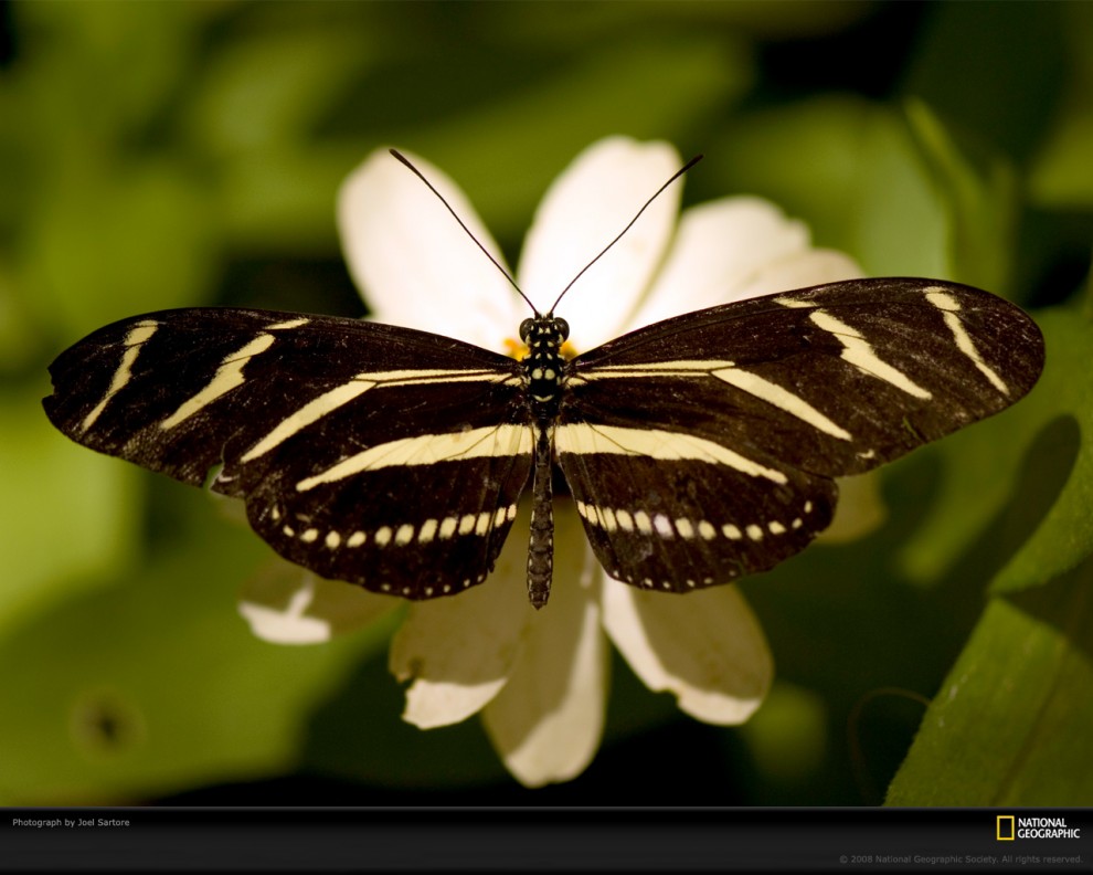 Фотография: Узоры природы: Бабочки №9 - BigPicture.ru