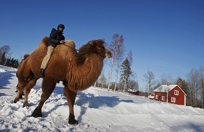 Фотография: Сомалиец пасет верблюдов в снежной Норвегии №5 - BigPicture.ru