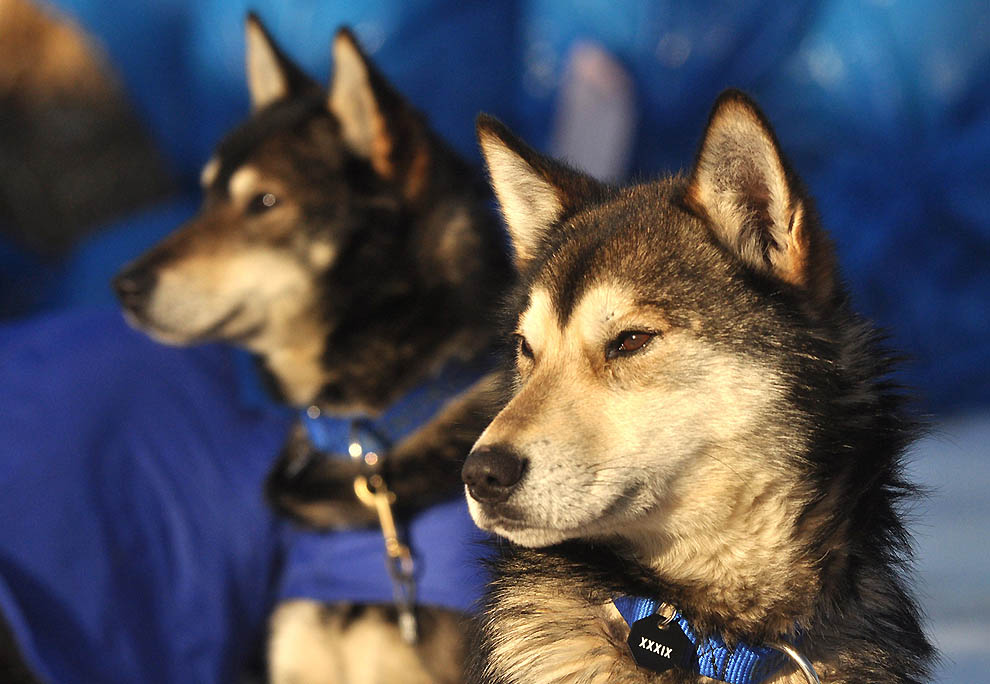 Фотография: Iditarod 2011 и другие гонки на собачьих упряжках №10 - BigPicture.ru