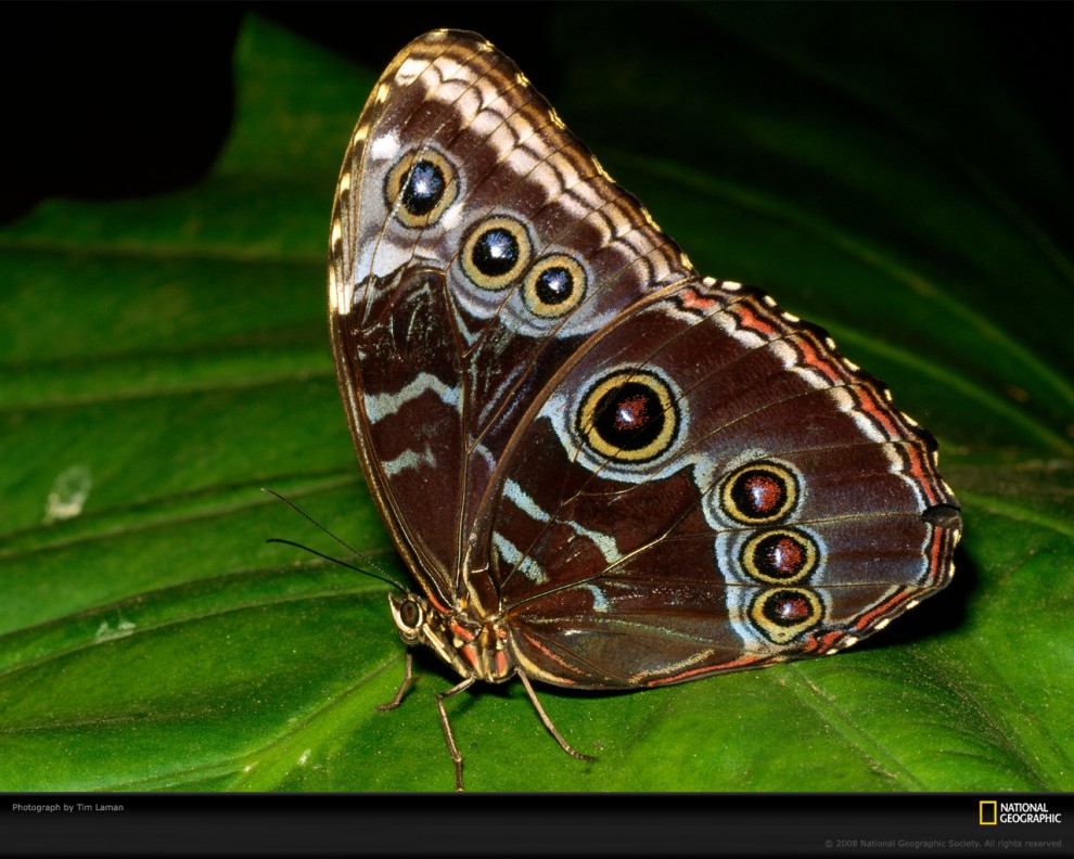 Фотография: Узоры природы: Бабочки №10 - BigPicture.ru