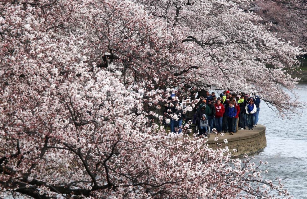 Фотография: Фестиваль цветения сакуры в Вашингтоне №4 - BigPicture.ru
