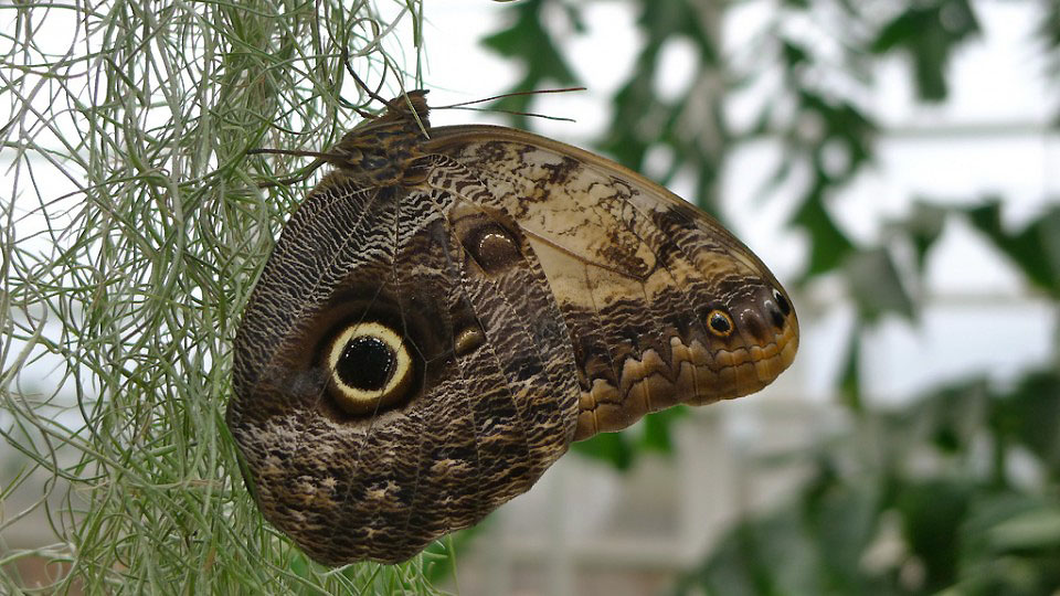 Фотография: Выставка бабочек в саду Уизли №12 - BigPicture.ru