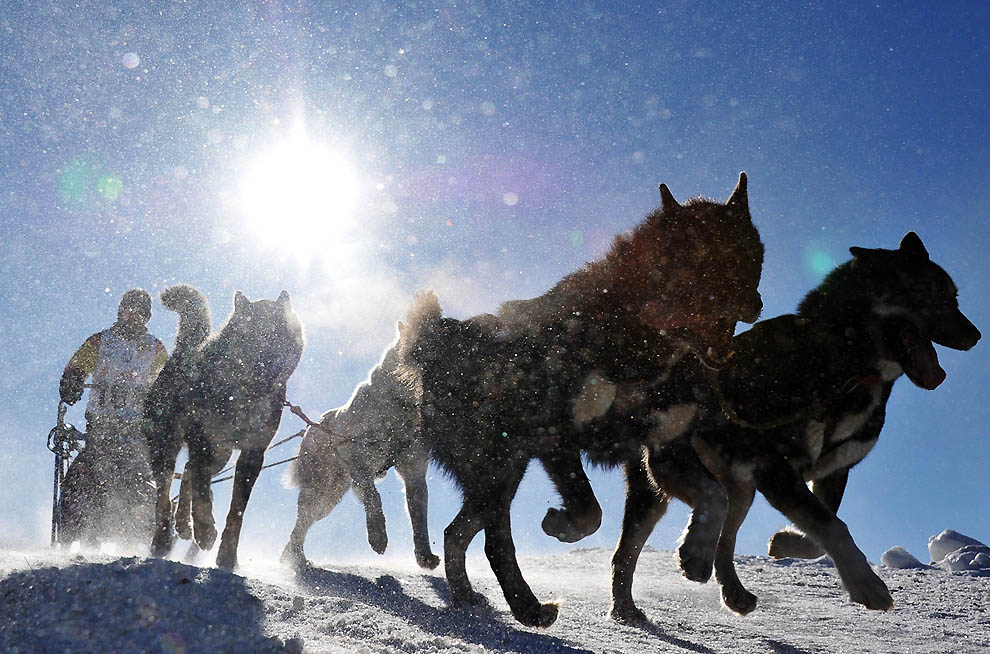Фотография: Iditarod 2011 и другие гонки на собачьих упряжках №12 - BigPicture.ru
