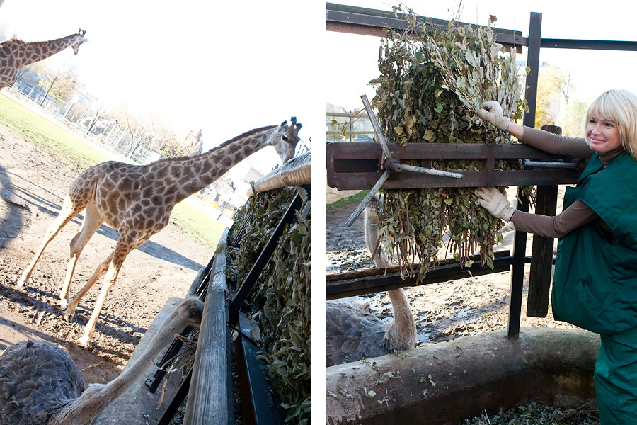 Фотография: Прогулка по зоопарку: Crazy zoo №26 - BigPicture.ru