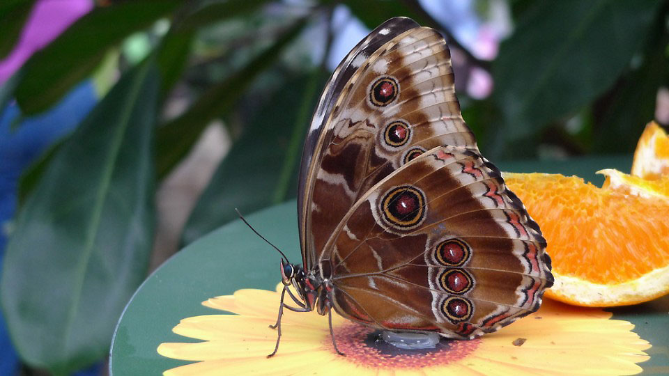 Фотография: Выставка бабочек в саду Уизли №13 - BigPicture.ru