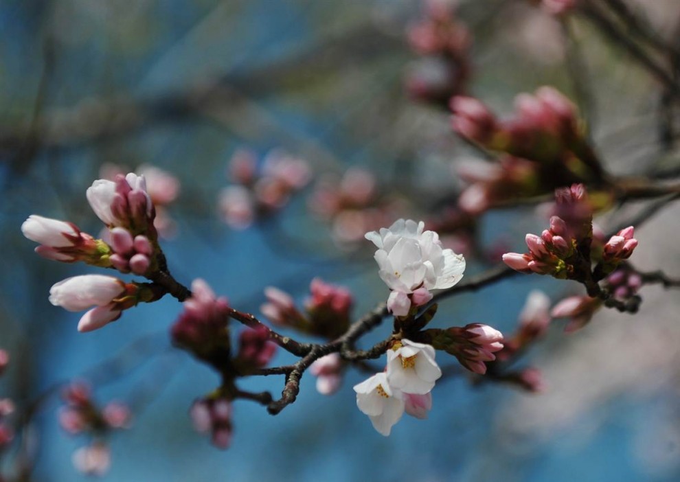 Фотография: Фестиваль цветения сакуры в Вашингтоне №13 - BigPicture.ru