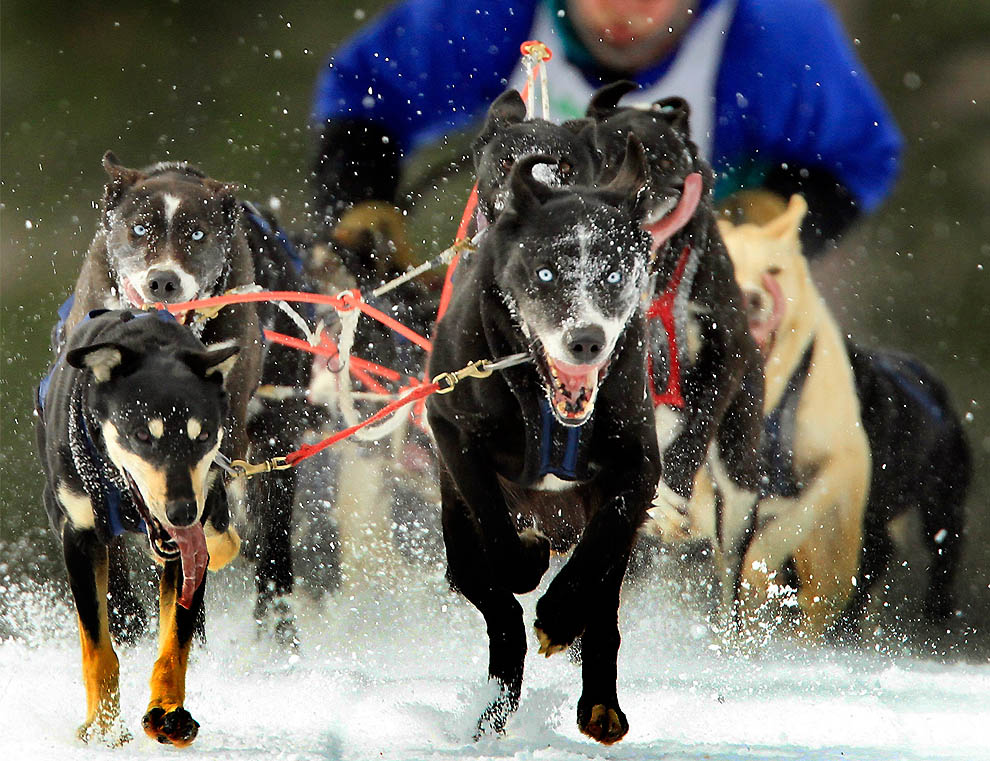 Фотография: Iditarod 2011 и другие гонки на собачьих упряжках №16 - BigPicture.ru