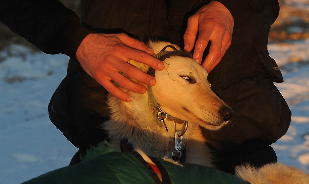 Фотография: Iditarod 2011 и другие гонки на собачьих упряжках №18 - BigPicture.ru