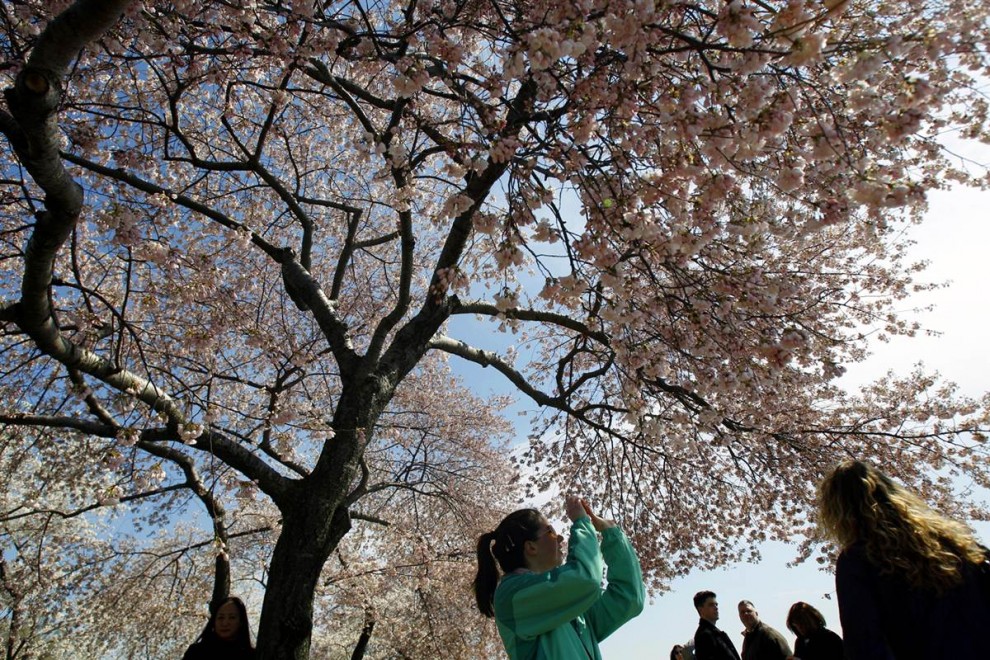 Фотография: Фестиваль цветения сакуры в Вашингтоне №12 - BigPicture.ru