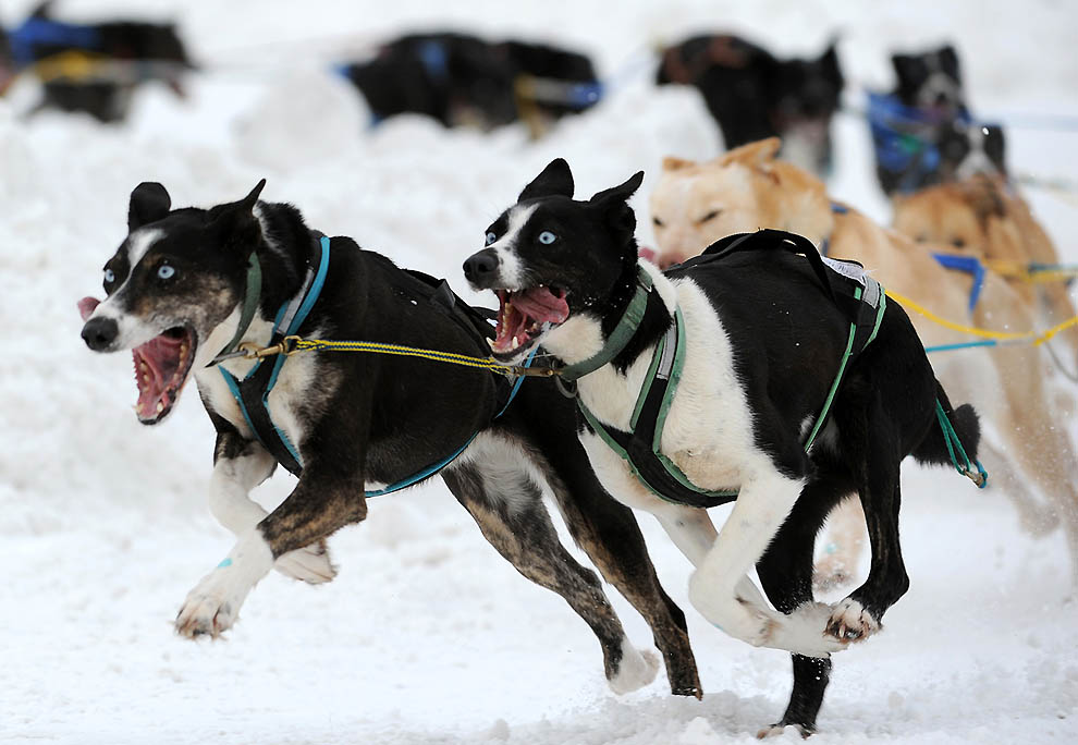 Фотография: Iditarod 2011 и другие гонки на собачьих упряжках №24 - BigPicture.ru