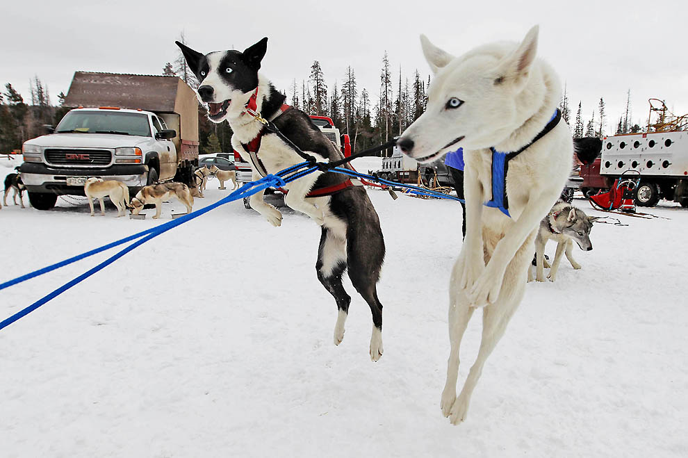 Фотография: Iditarod 2011 и другие гонки на собачьих упряжках №31 - BigPicture.ru