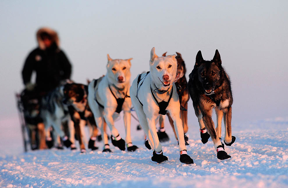 Фотография: Iditarod 2011 и другие гонки на собачьих упряжках №33 - BigPicture.ru