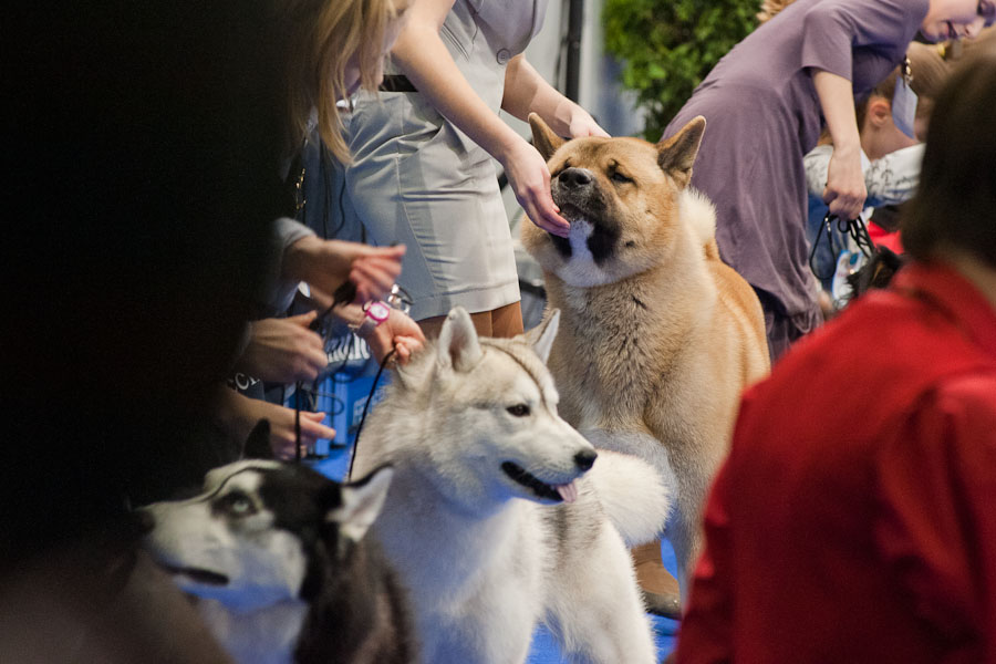 Фотография: Выставка собак 