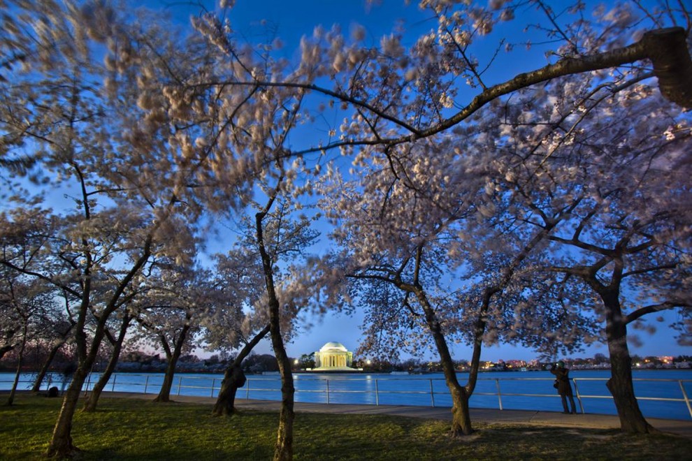 Фотография: Фестиваль цветения сакуры в Вашингтоне №2 - BigPicture.ru