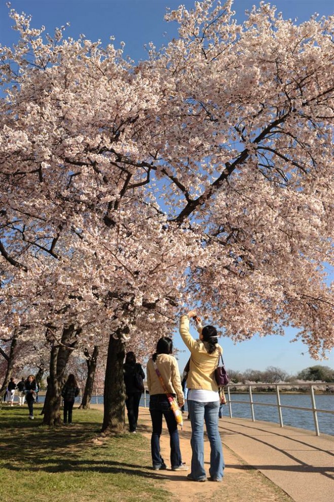 Фотография: Фестиваль цветения сакуры в Вашингтоне №9 - BigPicture.ru