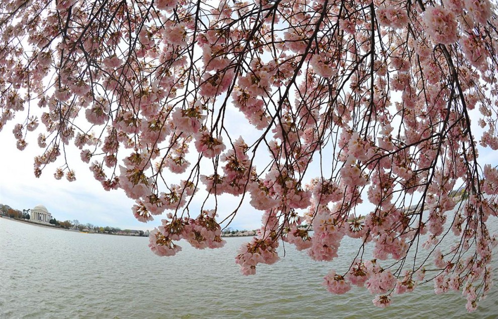 Фотография: Фестиваль цветения сакуры в Вашингтоне №14 - BigPicture.ru