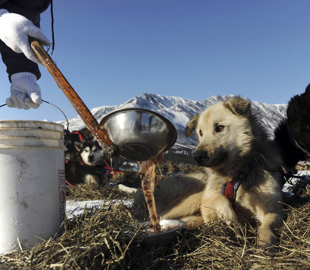 Фотография: Гонки на собачьих упряжках Iditarod 2011 №5 - BigPicture.ru