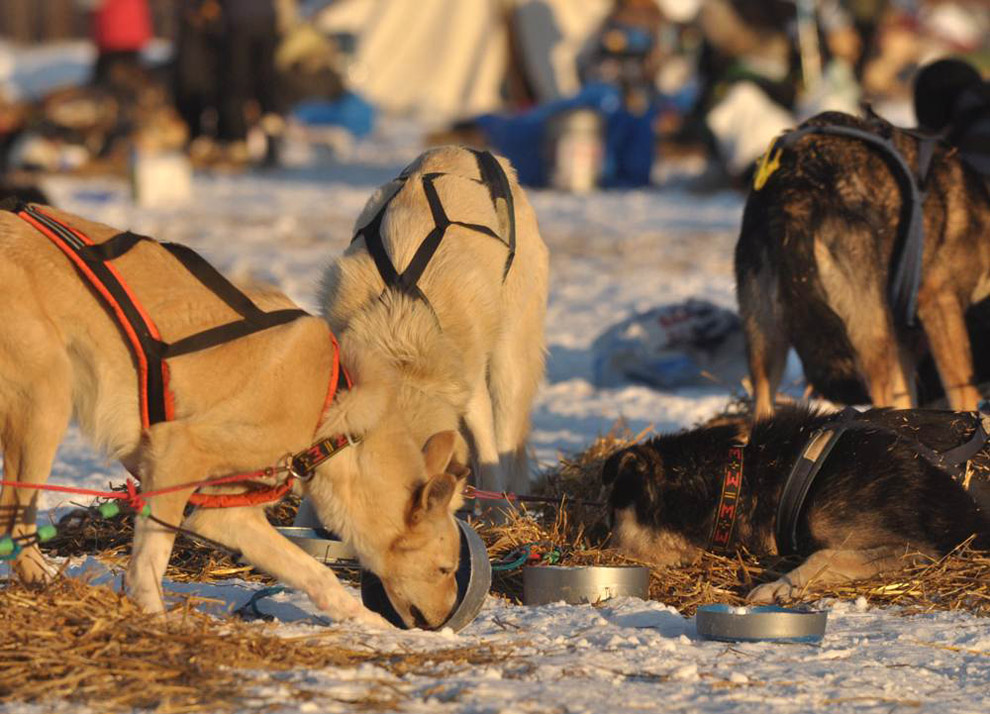 Фотография: Гонки на собачьих упряжках Iditarod 2011 №6 - BigPicture.ru
