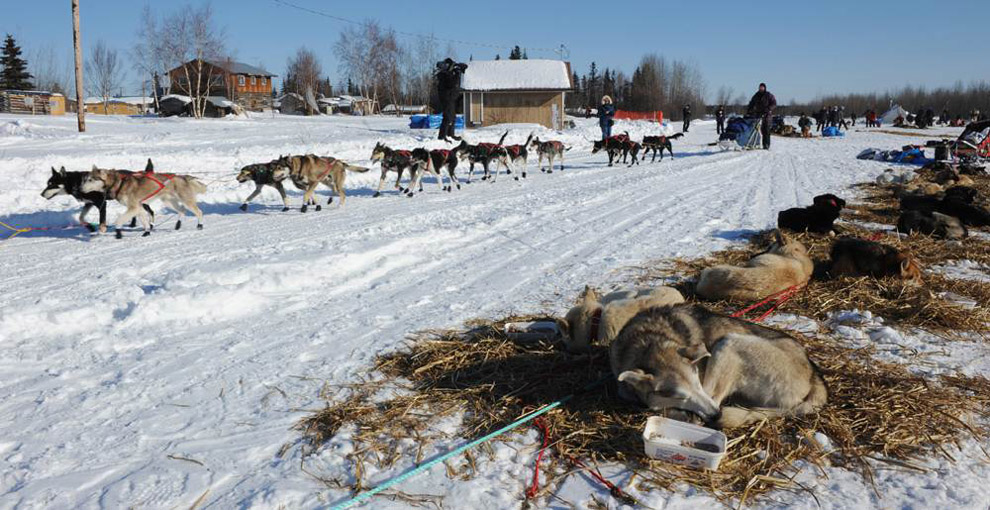 Фотография: Гонки на собачьих упряжках Iditarod 2011 №8 - BigPicture.ru