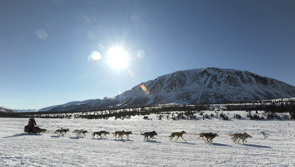 Фотография: Гонки на собачьих упряжках Iditarod 2011 №13 - BigPicture.ru