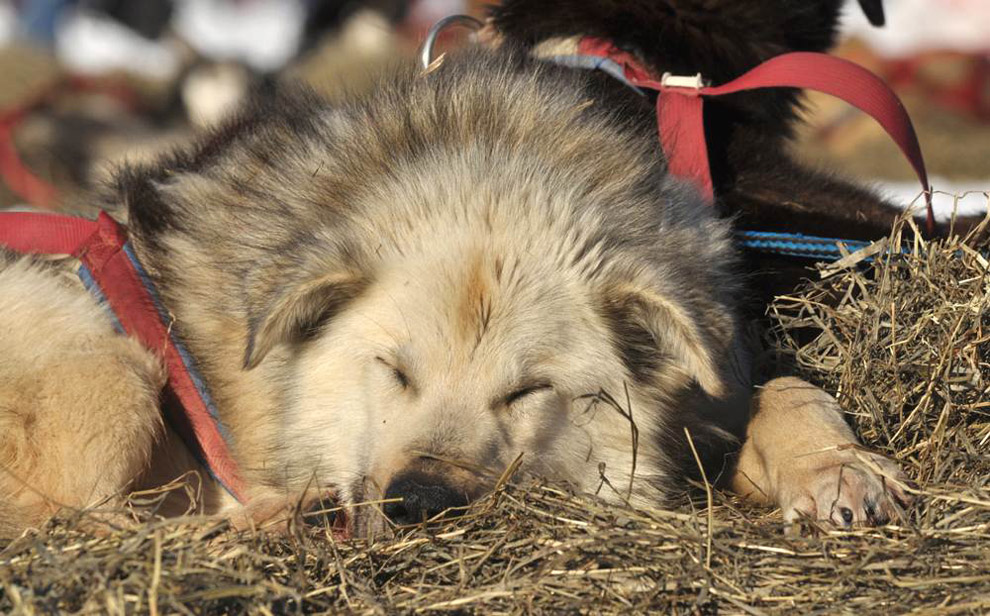 Фотография: Гонки на собачьих упряжках Iditarod 2011 №16 - BigPicture.ru