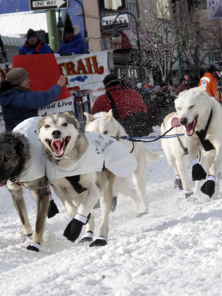 Фотография: Гонки на собачьих упряжках Iditarod 2011 №17 - BigPicture.ru