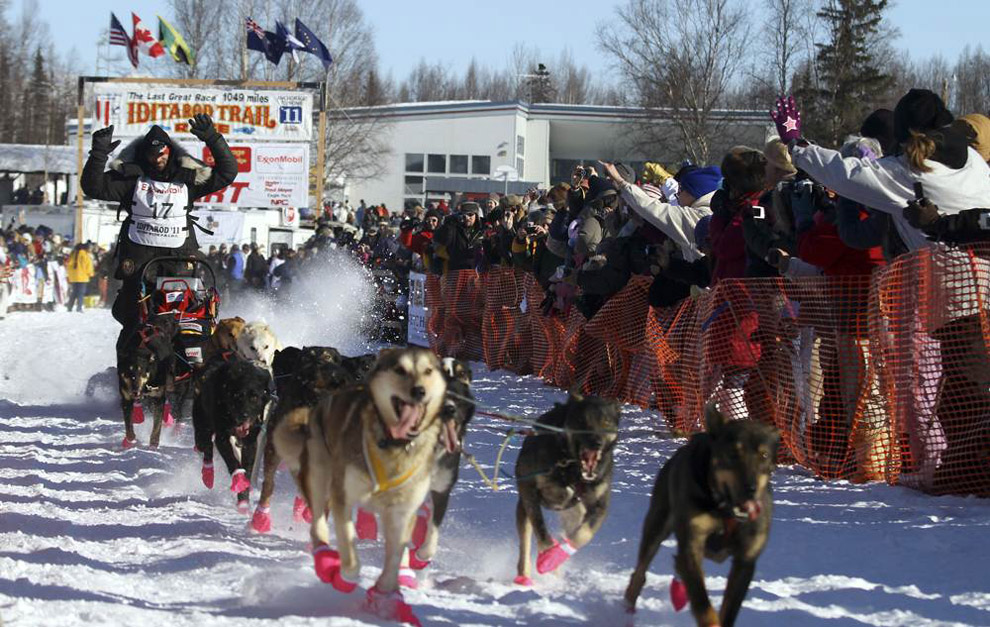 Фотография: Гонки на собачьих упряжках Iditarod 2011 №20 - BigPicture.ru