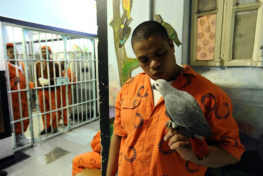 Фотография: Закоренелых преступников перевоспитывают с помощью попугаев №3 - BigPicture.ru